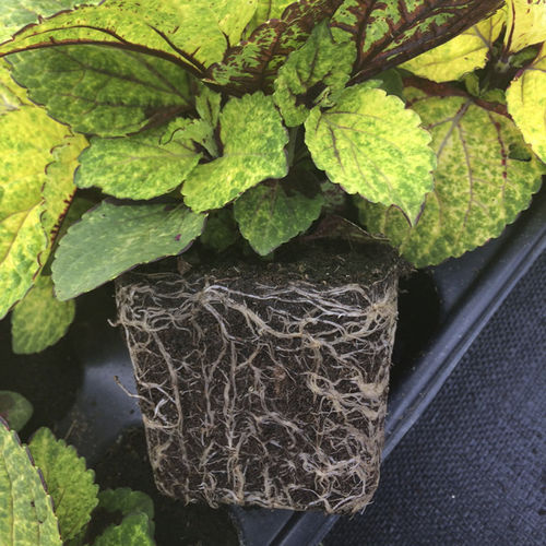 Substrat de culture fibre de coco - MIX - JIFFY - en sac