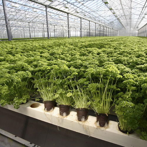 Substrat de culture tourbe - BIO - JIFFY - bouchon / pré-fertilisé