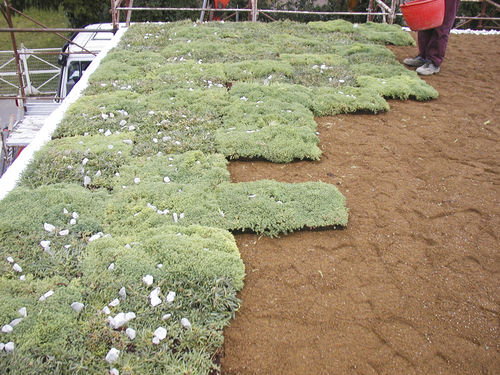 Gazon naturel - GEODREIN - poliflor - en dalles / pour jardin