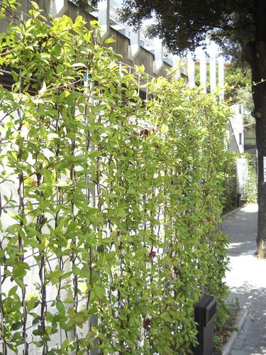 Mur végétal en végétaux vivants - CONFINA - poliflor - naturel / de jardin