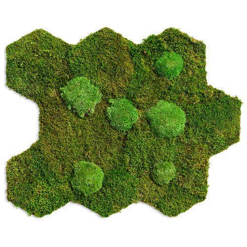 Tableau végétal stabilisé - FOREST AND POLEMOSS - FlowerArt GmbH - en mousse boule / naturel / d'intérieur