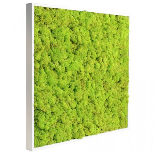 Tableau végétal stabilisé - PYT Audio - naturel / feuillages denses / en lichen