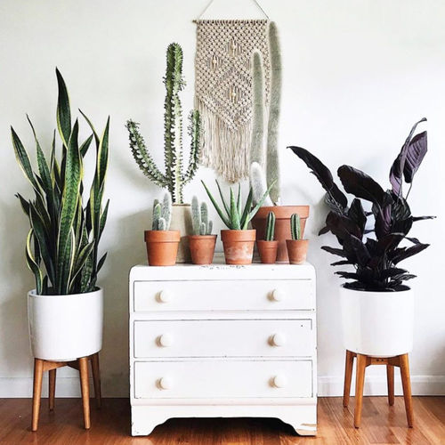 Plante ornementale synthétique - FAUX PLANTS - BY NATURE - bonsaï / de grande taille / de petite taille