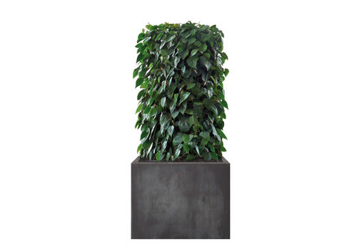 Mur végétal d'intérieur - PHILODENDRON  - Artaqua - avec structure modulaire