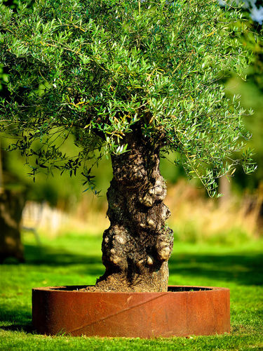 Jardinière en acier COR-TEN® - BACS DE JARDINAGE - PK70 - rectangulaire / carrée / demi-ronde