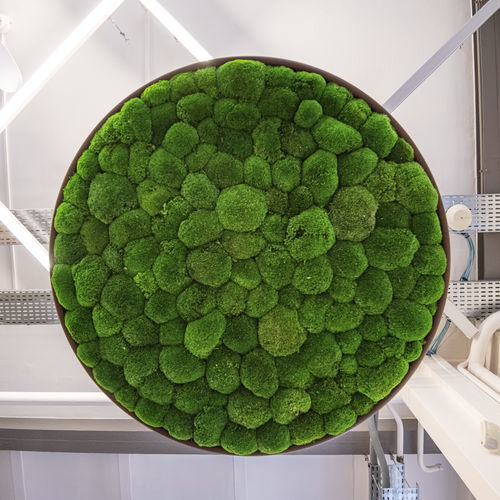Panneau acoustique mural - G-CIRCLES - Greenmood - en mousse stabilisée / en plantes stabilisées / rond