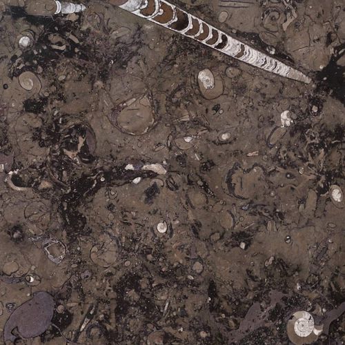 Carrelage en marbre - FOSSIL BROWN - Elite Stone - d'intérieur / mural / pour sol