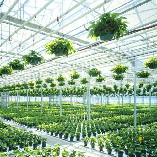 Serre professionnelle - DEFORCHE - de production / monochapelle / venlo