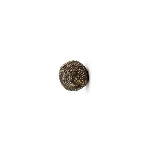 Bouton de meuble design original - MAPLE EA1019 - PullCast - en laiton brossé / en laiton poli