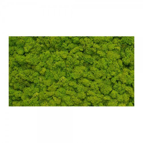 Mur végétal stabilisé - MNLM-605-16 - green Habitat - naturel / en mousse boule / d'intérieur
