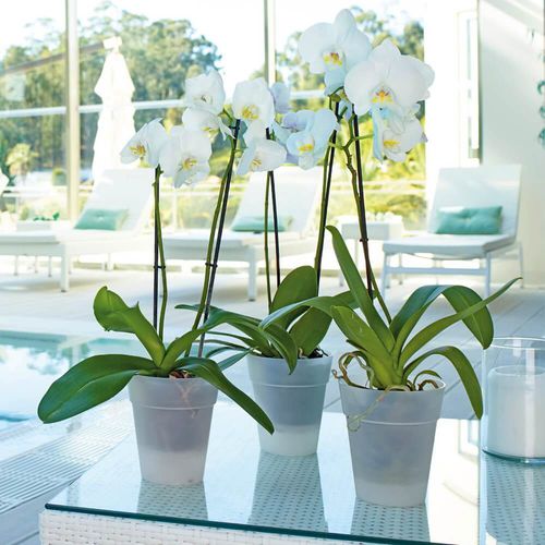 Pot de jardin en polypropylène - CAPRI : ORCHID - Artevasi, S.A - à poser / rond