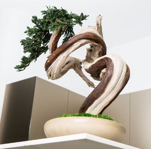 Plante ornementale stabilisée - SHAPES-SINUOUS TREE - Greenarea - bonsaï / de petite taille / de taille moyenne