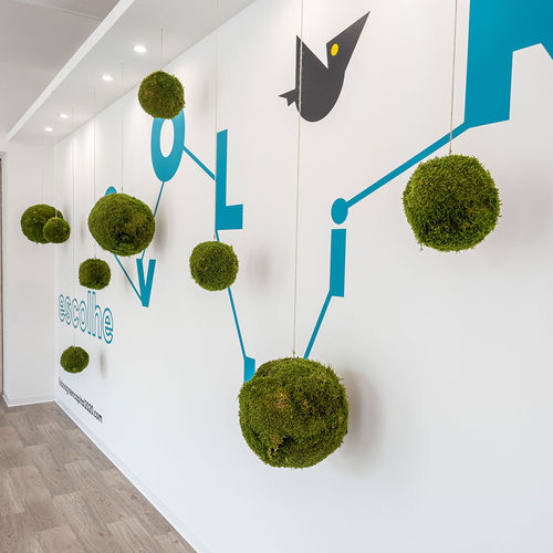 Plante ornementale stabilisée - KOKEDAMAS - Greenarea - sphères / de petite taille / de taille moyenne