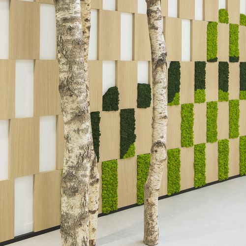 Madrier en bois - CUSTOM &middot; MOSS&amp;PLANTS &middot; MID : BIRCH TRUNKS - Greenarea