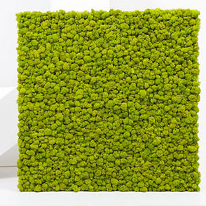 Mur végétal en panneau modulaire - PANEL MOSS LICHEN - BM PIANTE STABILIZZATE - naturel / en mousse boule / d'intérieur