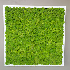 Mur végétal stabilisé - LICHEN FRAMEWORKE - BM PIANTE STABILIZZATE - en panneau modulaire / naturel / d'intérieur
