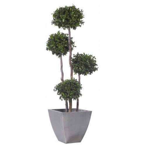 Plante ornementale stabilisée - PITTOSPORUM - Végétal Indoor - de grande taille / d'intérieur