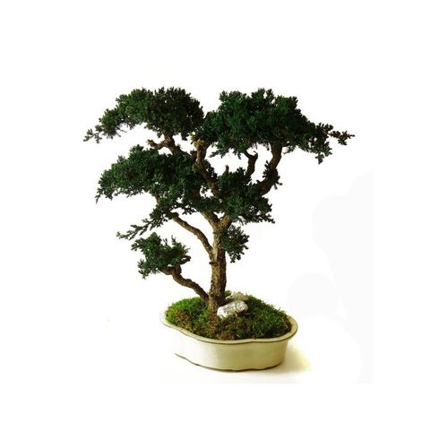 Plante ornementale stabilisée - JUNIPERUS GRAND - Végétal Indoor - bonsaï / de taille moyenne / d'intérieur
