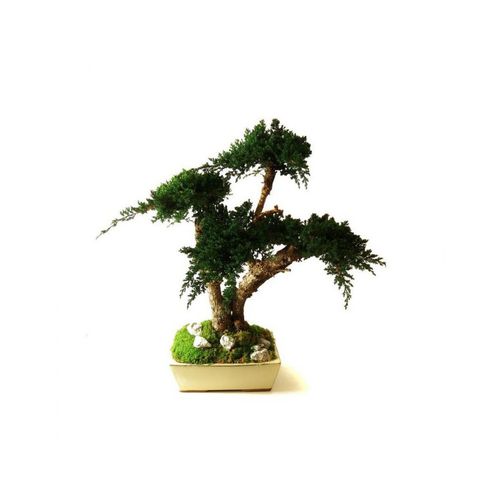 Plante ornementale stabilisée - JUNIPERUS MOYEN - Végétal Indoor - bonsaï / de taille moyenne / d'intérieur