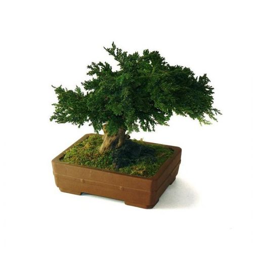 Plante ornementale stabilisée - JUNIPERUS PETIT - Végétal Indoor - bonsaï / de petite taille / d'intérieur