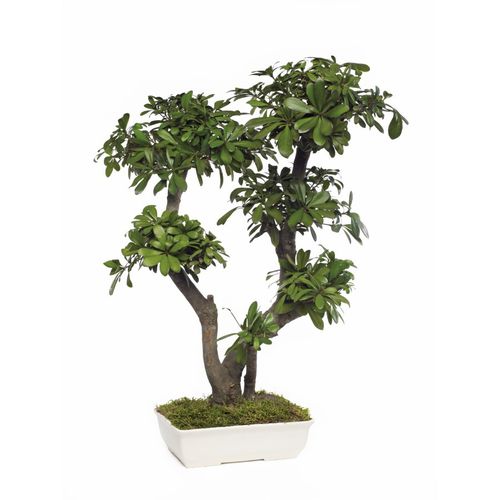 Plante ornementale stabilisée - PITTOSPORUM TOBIRA GRAND - Végétal Indoor - bonsaï / de grande taille / d'intérieur
