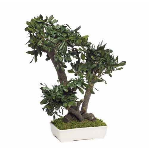 Plante ornementale stabilisée - PITTOSPORUM TOBIRA MOYEN - Végétal Indoor - bonsaï / de taille moyenne / d'intérieur