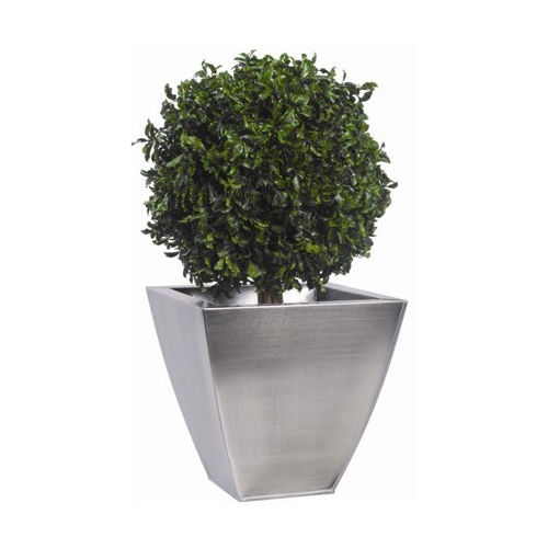 Plante ornementale stabilisée - PITTOSPORUM - Végétal Indoor - sphères / de petite taille / d'intérieur