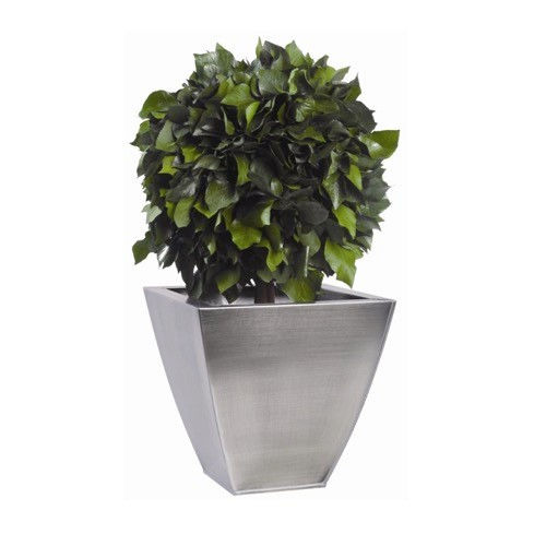 Plante ornementale stabilisée - BOULE DE LIERRE VERT - Végétal Indoor - sphères / de taille moyenne / d'intérieur