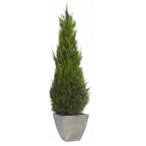 Plante ornementale stabilisée - STARDUST - Végétal Indoor - de grande taille / d'intérieur
