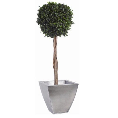 Plante ornementale stabilisée - TOPIAIRE BOULE DE BUIS (PITTOSPORUM) - Végétal Indoor - sphères / de grande taille / d'intérieur