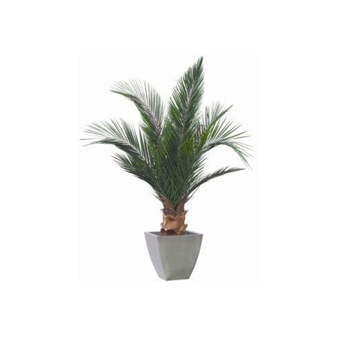 Plante ornementale stabilisée - PHOENIX - Végétal Indoor - de grande taille / d'intérieur