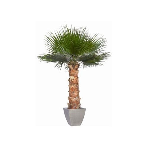 Plante ornementale stabilisée - WASHINGTONIA - Végétal Indoor - palmiers / de grande taille / d'intérieur