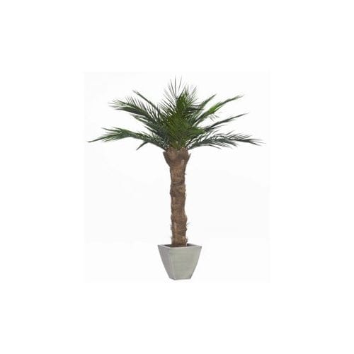 Plante ornementale stabilisée - PHOENIX - Végétal Indoor - palmiers / de grande taille / d'intérieur