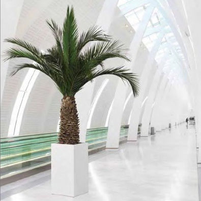 Plante ornementale stabilisée - PHOENIX ANANAS - Végétal Indoor - palmiers / de grande taille / d'intérieur