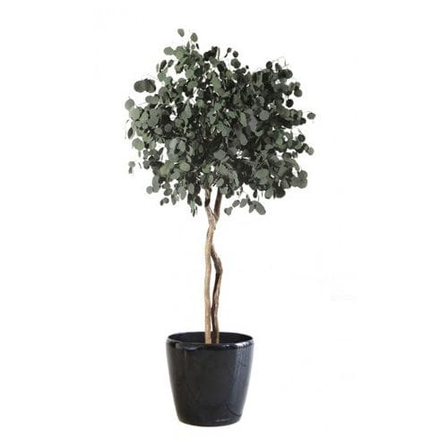 Plante ornementale stabilisée - POPULUS SUR TIGE - Végétal Indoor - eucalyptus / de grande taille / d'intérieur