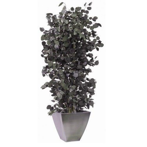 Plante ornementale stabilisée - POPULUS - Végétal Indoor - eucalyptus / de grande taille / d'intérieur