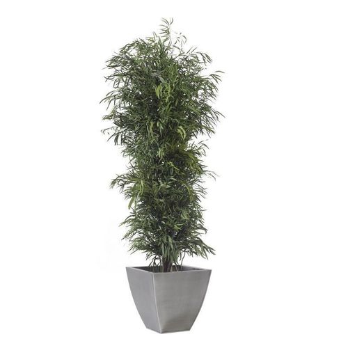 Plante ornementale stabilisée - NICOLY - Végétal Indoor - eucalyptus / de grande taille / d'intérieur
