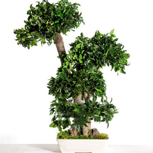 Plante ornementale stabilisée - PITTOSPORUM - Végétal Indoor - bonsaï / de taille moyenne / pour intérieur