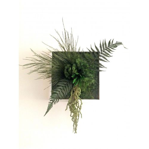 Tableau végétal stabilisé - NIWA - PLANTE STABILISEE - en mousse boule / feuillages denses / d'intérieur