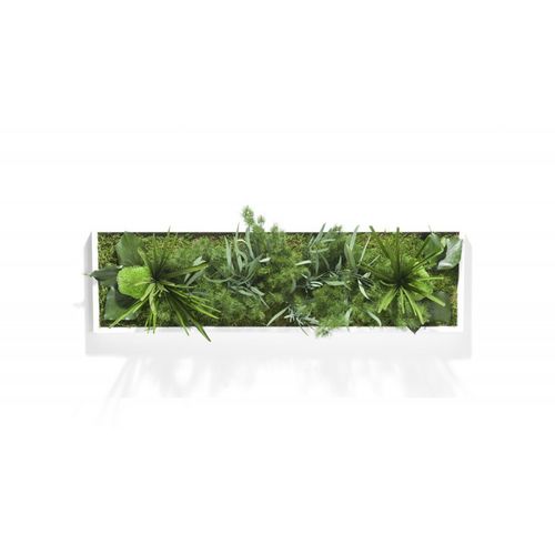 Tableau végétal stabilisé - HAKONIWO - PLANTE STABILISEE - en mousse boule / feuillages denses / d'intérieur