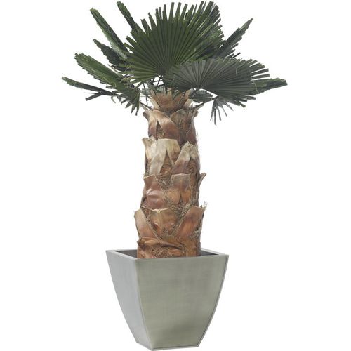 Plante ornementale stabilisée - WASHINGTONIA - LinfaDecor - palmiers / de grande taille / d'extérieur