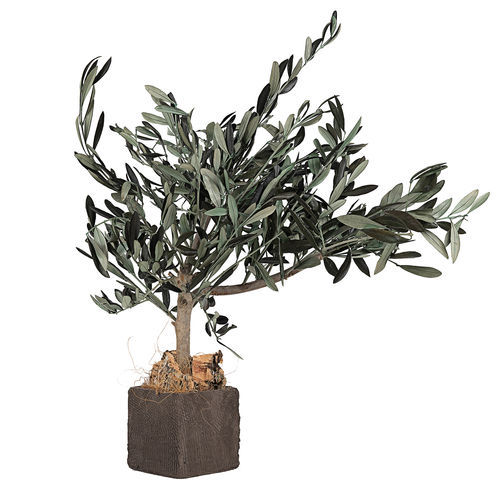 Plante ornementale stabilisée - GROVE - LinfaDecor - olivier / de petite taille / d'intérieur