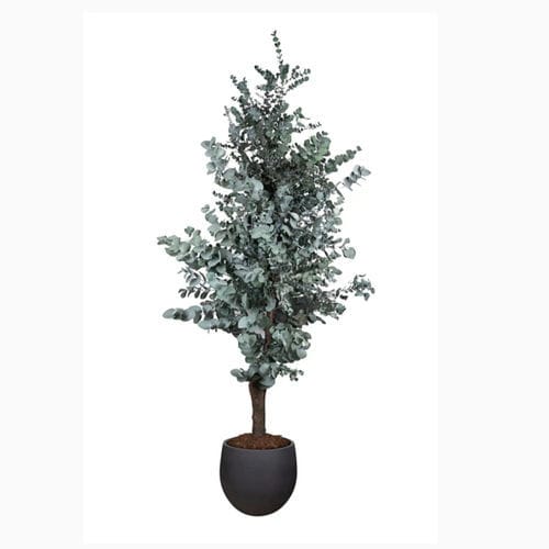 Plante ornementale stabilisée - CINEREA - LinfaDecor - eucalyptus / de taille moyenne / d'intérieur
