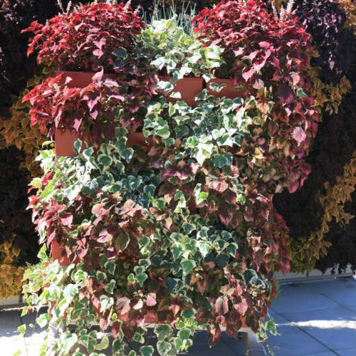 Jardin vertical en végétaux vivants - ALGERIAN IVY & COLEUS   - LiveWall - naturel / d'extérieur