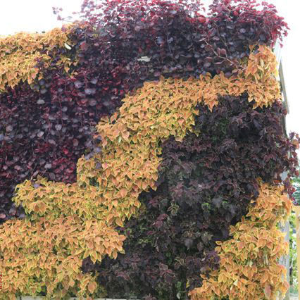 Jardin vertical en végétaux vivants - COLEUS & IRISINE  - LiveWall - naturel / d'extérieur