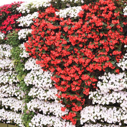 Mur végétal en végétaux vivants - BEGONIAS & SUNPATIENS  - LiveWall - naturel / d'extérieur