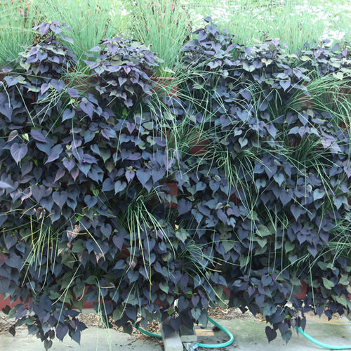 Jardin vertical en végétaux vivants - BLUE RUSH & PURPLE SWEET POTATO VINE - LiveWall - naturel / d'extérieur