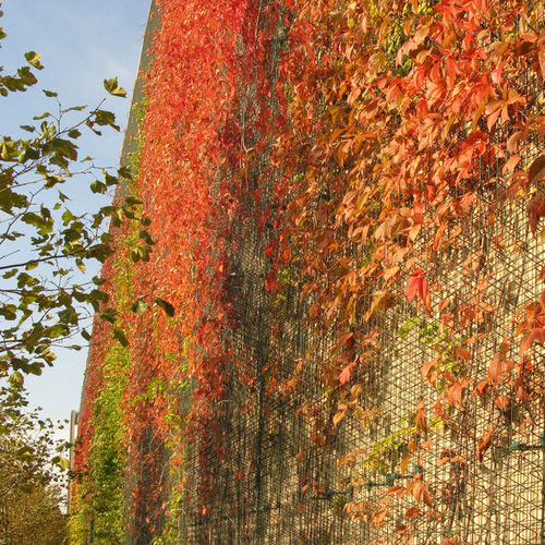 Mur végétal en panneau modulaire - greenscreen - naturel / d'extérieur