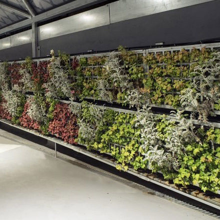 Mur végétal stabilisé - AG2 GUIMUR-FAES FARMA BILBAO - AIR GARDEN - naturel / d'intérieur