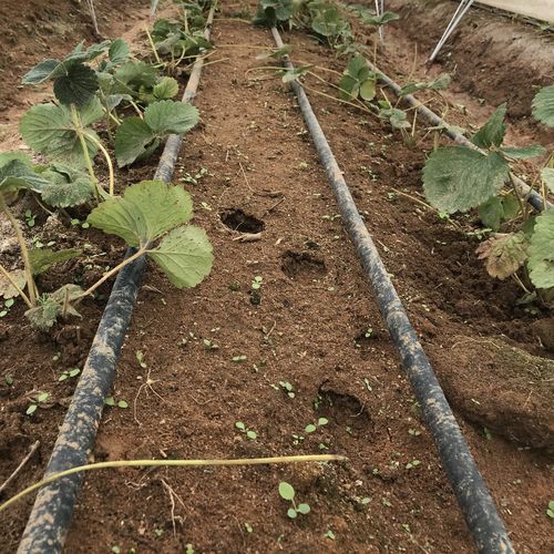 Tuyau flexible d'irrigation - SPRINT - AZUD - en plastique / avec goutteur
